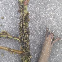 上海園林綠化養(yǎng)護(hù)病蟲害高發(fā)，欒樹多態(tài)芽蟲防治